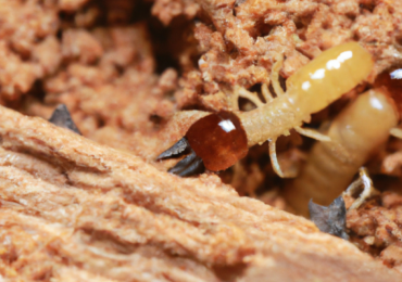 Comment négocier le prix d’une maison infestée de termites : Conseils et astuces