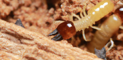 Comment négocier le prix d’une maison infestée de termites : Conseils et astuces